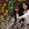 개나리 3월 13일쯤 제주부터 활짝