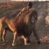 애완견처럼 사자 쓰다듬는 공원 관리인