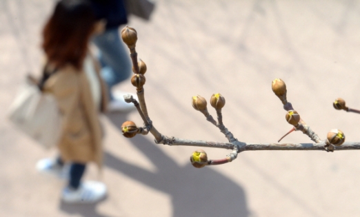 [서울포토] 꽃망울 터뜨린 포근한 봄 날씨