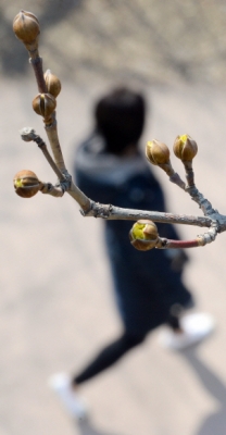 [서울포토] 꽃망울 터뜨린 포근한 봄 날씨