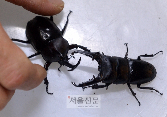 장수풍뎅이(왼쪽)와 사슴벌레. 최해국 선임기자 seaworld@seoul.co.kr