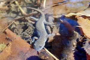 산란할 곳을 찾아서… 도롱뇽의 봄