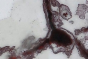 지구 첫 생명체는 43억년 전 등장? 심해 더운물서 태어난 듯