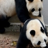 판다 커플 4년 만에 ‘52초’ 짝짓기…새끼 출산 기대