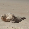 [별별동물] 해변 모래사장까지 찾아와 일광욕 즐기는 물개