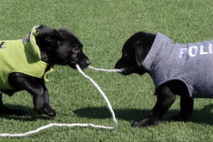 마약 탐지견 복제 강아지 폭발물 탐지견으로