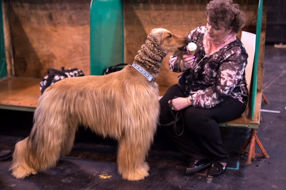 한 여성이 9일(현지시간) 영국 버밍엄 국제 전시 센터(National Exhibition Centre, NEC)에서 열린 ‘크러프츠 도그 쇼(Crufts Dog Show)’에서 아프간 하운드에게 아이스 크림을 먹이고 있다. AFP 연합뉴스