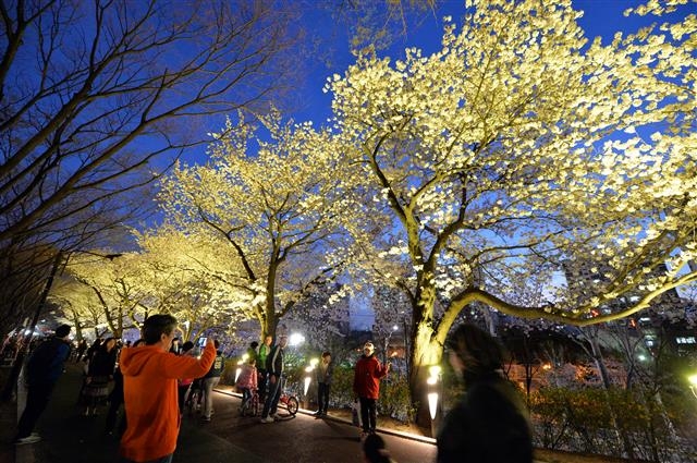 서울 동대문구가 지난해 경관조명을 시범 설치한 장안벚꽃로 중랑천 제1체육공원에서 사람들이 벚꽃 구경을 하고 있다. 동대문구 제공