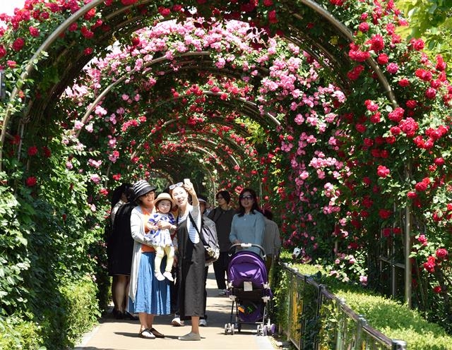 서울 중랑구의 대표 문화 자원으로 자리잡은 ‘서울장미축제’와 ‘옹기테마공원’ 모습. 중랑구 제공