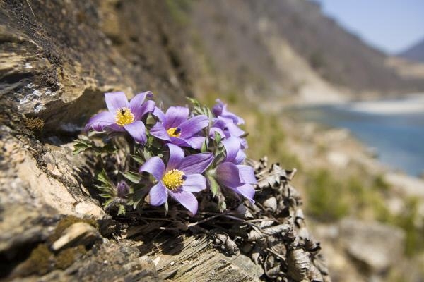 동강변 바위에 자생하고 있는 동강할미꽃. 정선군 제공