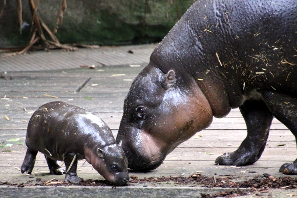 17일(현지시간) 호주 타롱가 동물원에서 세계적인 희귀종 ‘피그미 하마’ 새끼를 공개했다. AFP 연합뉴스