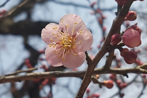 국내 4대 매화 전남 장성 백양사 고불매 개화
