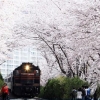 ‘4월의 눈’ 흩날리면 군항 고도 진해선 ‘벚꽃 엔딩’