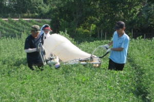 [新전원일기] 강화 해풍 먹고 자랐다, 쑥쑥쑥… 그 쑥을 발효시켰더니, 슈퍼쑥