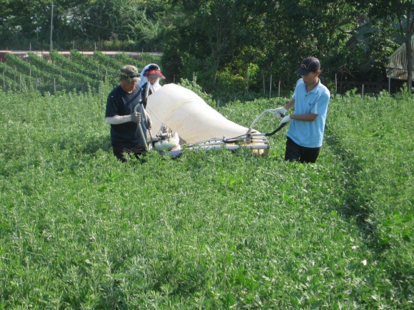 전종덕(왼쪽) 강화약쑥마당 대표가 지난 해 4월 직원들과 함께 밭에서 사자발 약쑥을 수확하고 있다.