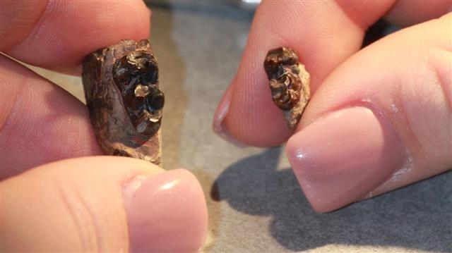 미국 뉴햄프셔대 지구과학과 연구진은 같은 종의 두 개의 치아 화석을 이용해 지구가 더워질 때 포유류의 크기가 작아졌다는 사실을 새로 확인했다. 오른쪽 작은 치아는 지구가 가장 더워진 시기에 살았던 동물의 것이다. 미국 뉴햄프셔대 제공