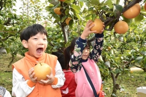 [‘녹색복지’ 2色 2區] 중랑구 “황실배나무 분양합니다”