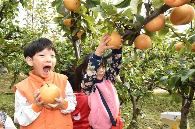 서울 중랑구 봉화산 자락의 한 배나무밭에서 아이들이 수확한 배를 들고 활짝 웃고 있다. 중랑구 제공