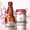 [봄철 식음료 특집] OB맥주 호가든 체리, 체리향에 푹 빠진 벨기에 정통맥주