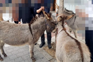 서울 강남 한복판 당나귀 세마리 또 출물…도로 유유히 활보