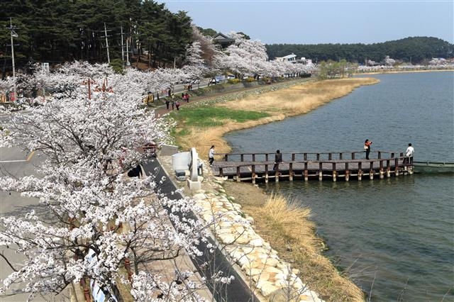 강릉 경포벚꽃잔치 강릉시 제공