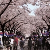 ‘3말4초’ 전국은 하얀 꽃대궐… “우리 벚꽃축제 보러 오세요”