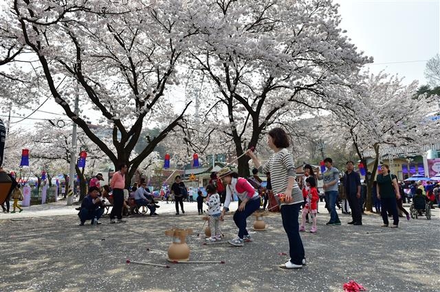 제천 청풍호벚꽃축제 제천시 제공