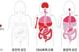 [유용하 기자의 사이언스 톡] “암 발병 66%는 DNA복제 오류 때문”