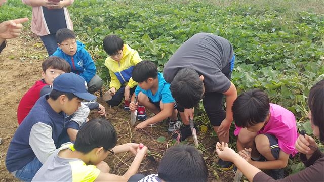 지난해 10월 서울시농업기술센터 친환경농업체험교육장에서 진행된 ‘친환경 농업 체험교실’에 참가한 학생들이 고구마를 캐고 있다. 광진구 제공