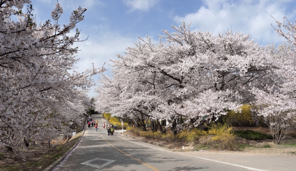 SK석화 벚꽃동산