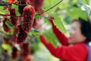 잘 익은 봄 포도 수확