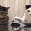 종을 칠 때마다 고양이에게 사료를 건네봤다