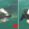 장난치던 물개 낚아채 잡아먹는 거대 백상아리