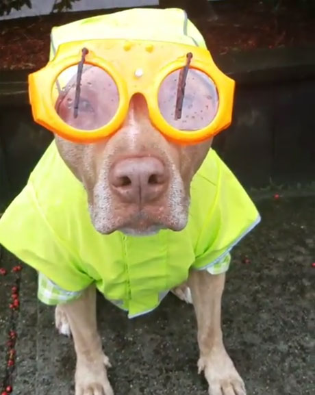 tangomunch_pitbull Instagram  비 오는 날, 노란색 우의를 입고 앉아 있는 애완견.