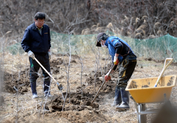 정 대표(왼쪽)가 지난해 새로운 수입원으로 삼기 위해 심은 ‘왕대추 나무’에 거름을 주고 있다. 예산 강성남 선임기자 snk@seoul.co.kr