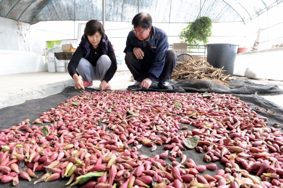 정 대표와 아내 김씨가 부업으로 천년초 열매를 말리고 있다. 예산 강성남 선임기자 snk@seoul.co.kr