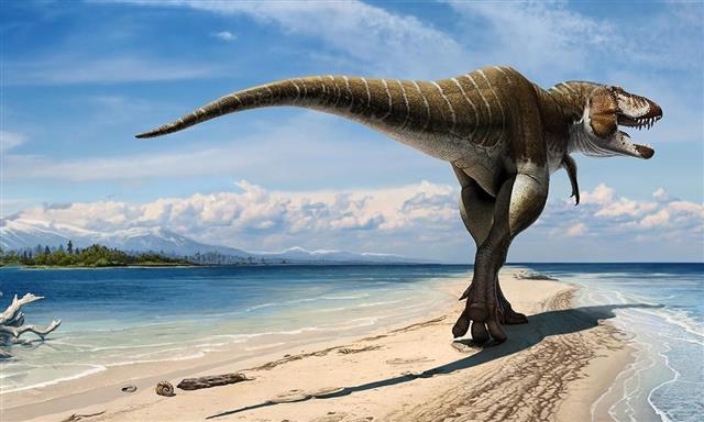 육식공룡의 제왕으로 알려진 티라노사우루스 렉스는 코와 턱 주변에 미세한 감촉을 느낄 수 있는 혈관과 신경이 있어 자신의 얼굴을 사람의 손가락 끝처럼 촉각을 느끼는 도구로 썼을 것으로 추정된다. 미국 유타대 제공