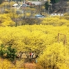 이천 백사 산수유꽃 이번 주말 절정