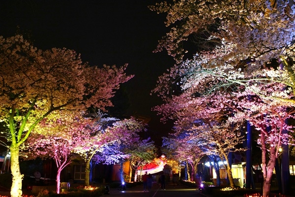 서울 도심에서 즐기는 봄…서울랜드 벚꽃축제