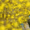 [서울포토] 봄비에 더욱 만개한 개나리