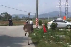 중국 농장서 도주한 타조, 쫓기다가 그만…