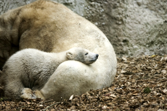 새끼 북극곰 퀸타나가 6일(현지시간) 독일 뮌헨의 헬라브룬 동물원에서 낮잠을 자고 있다. AP 연합뉴스