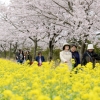 [서울포토] ‘벚꽃과 유채꽃’ 그 사이를 거닐다