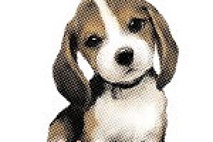 버림받은 유기동물과 동행할 가족 찾습니다