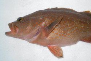 제주 특산어종 대량생산 본격 착수