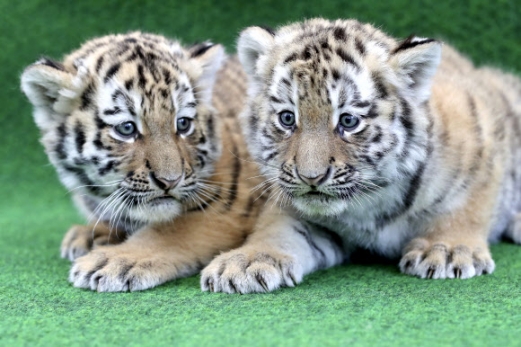 ‘나 떨고있냐?’