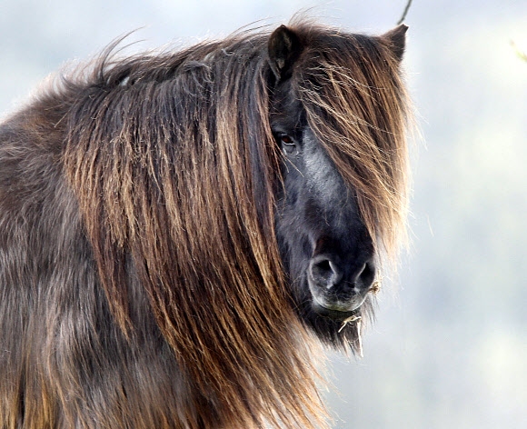 긴 머리털의 말 한마리가 11일(현지시간) 독일의 목초지 울타리 안에 서 있다. AP 연합뉴스