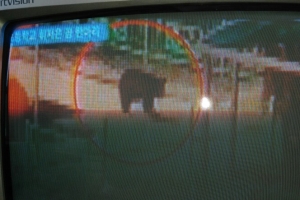 대낮 김포 초등학교에 곰 출현, 마취총으로 포획