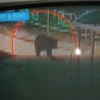 대낮 김포 초등학교에 곰 출현, 마취총으로 포획
