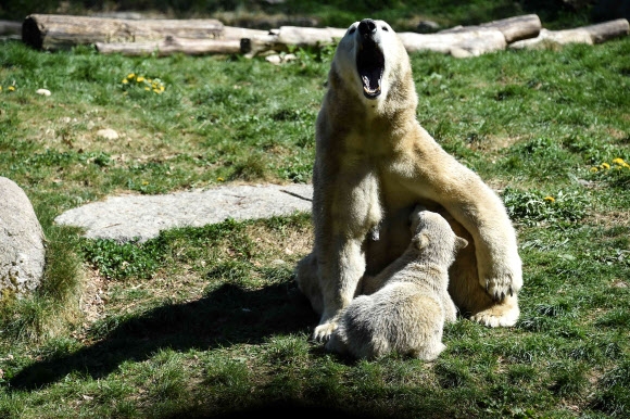 북근곰 새끼가 12일(현지시간) 프랑스 알자스주 뮐루즈의 동물원에서 어미와 함께 있는 모습이 포착되고 있다. AFP 연합뉴스